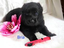 Bria solid black DDR female