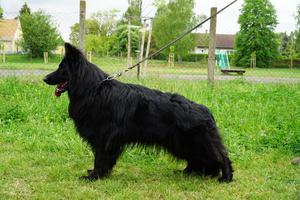 Top long coat showline black female for sale