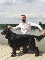 Gordon Setter male