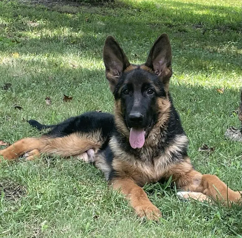 Young stock coat male from super bloodlines