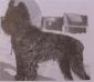  Roy - Founding Sire Giant Schnauzer (Riesen)