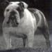 BIS/BISS CH (AKC) Walnut Row Moe's Mighty Samson