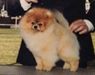 GCH Montefino’s Fame Monster