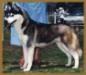 AKC CH Kristari's Erlene