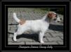 CACIB 4X CAC 6X Lemosa Classy Lady