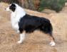 AKC/UKC CH Shoreland Rumor Has It