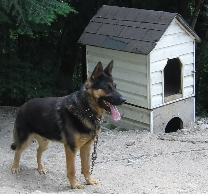 living with a german shepherd