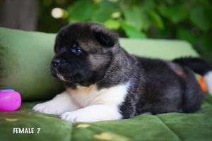 PUPPY of american akita for DOG SHOW and home!