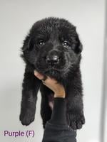 All Black German Shepherd Female Pups