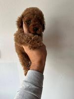 Red and apricot mini miniature poodles