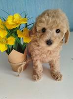 Apricot Toy poodle puppies