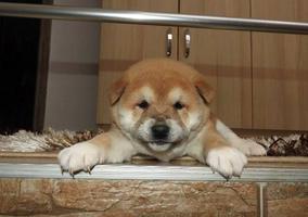 Shiba Inu, TOP puppies