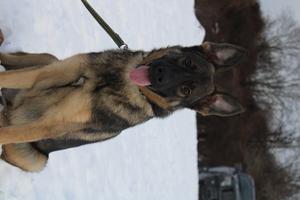 Female available 1 year old