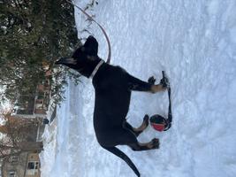 Male Available Super Pedigree