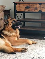 German Shepherd breeder California Oregon