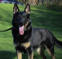 Imported Female available