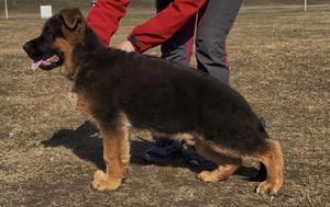 2xVA1 Mio vom Team Huhnegrab son for sale