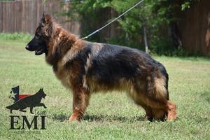 German import female for sale out of VA Germany