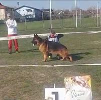 TOP MALE - SON VA3 BSZS Quantum vom Schonen Rosen