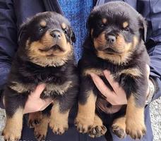 Rottweiler male puppies
