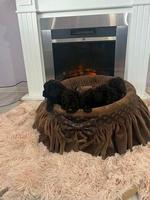 Toy poodle
