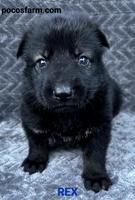 AKC CMKU/DDR puppies