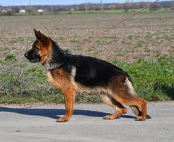Vice Champion for sale