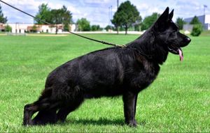 Solid black female puppy