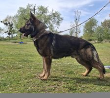 GSD sable male, Czech Police bloodline