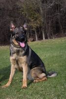 Sable Female Available