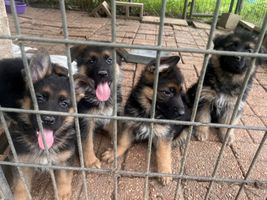 AKC West German puppies