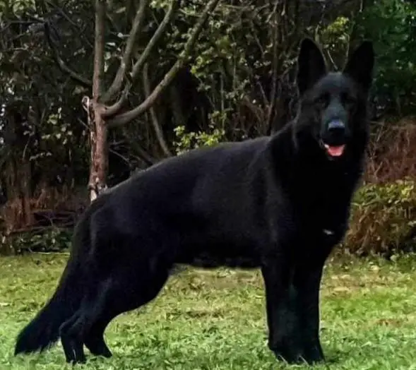 Black breeding dog