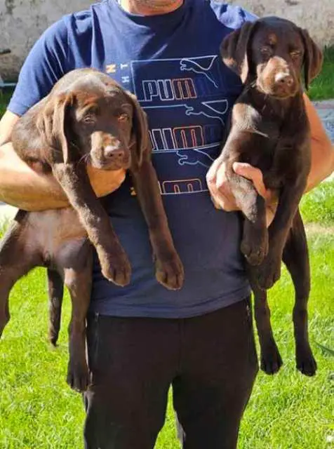 Chocolate Labrador, female puppies