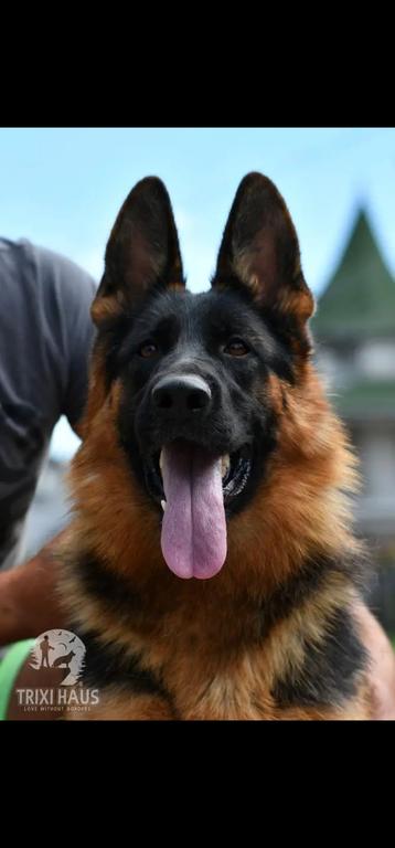 Stock coat female in heat soon