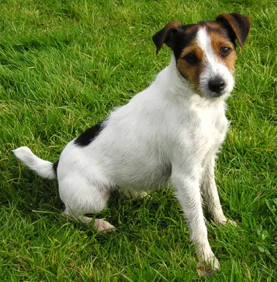 parson russell terrier puppy for sale