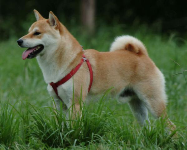 Shiba Inu