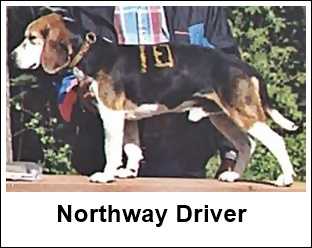 beagle driver