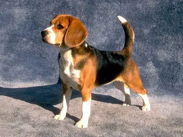 Beagle pedigree sale