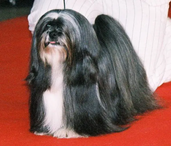 pedigree for lhasa apso