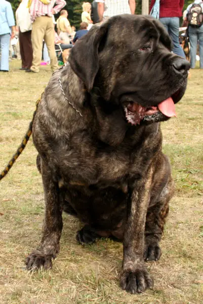 pedigree mastiff