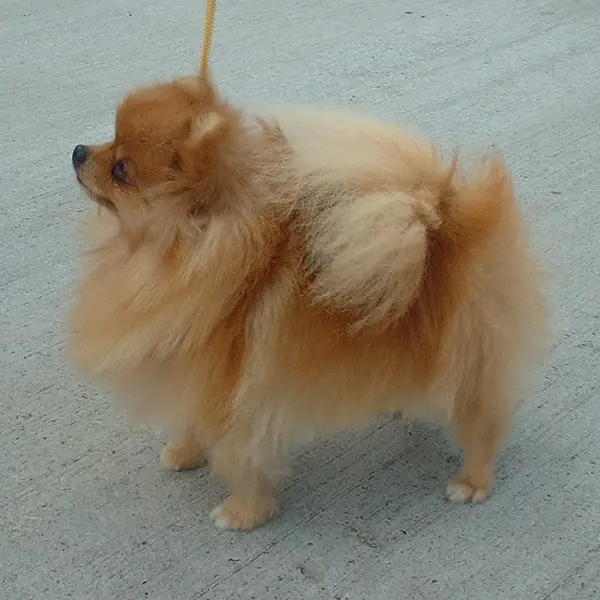 pomeranian puppy pedigree