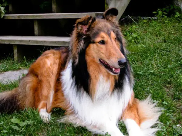 Rough best sale collie websites