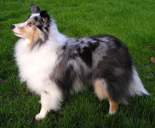 sheltie pedigree