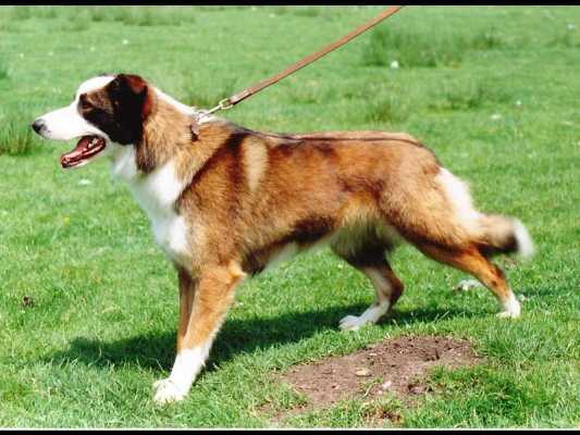 are welsh sheepdogs still common