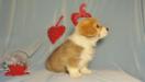 вельш корги пемброк pembroke welsh corgi