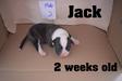 Jack @ 2 weeks
