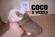 Coco @ 2 weeks