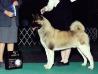 AKC CH Mariah's Dark Savant