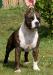 AKC CH Fairlawn'S Playboy