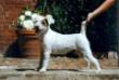  Rednock Daisy Dog